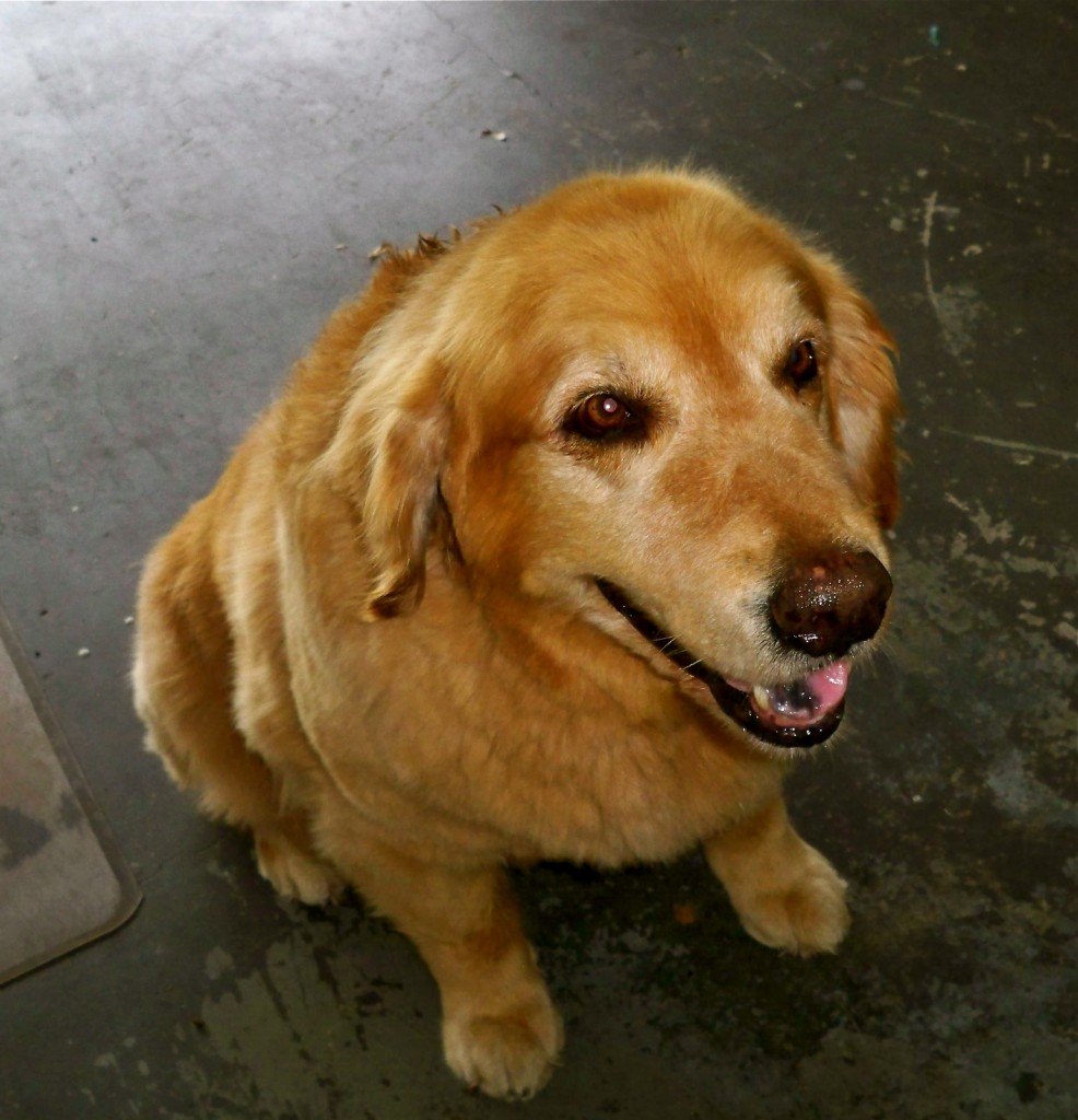 Pudder