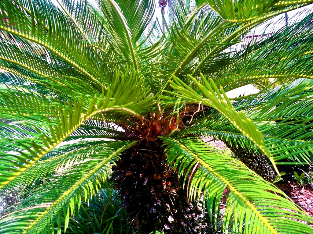 Palm tree