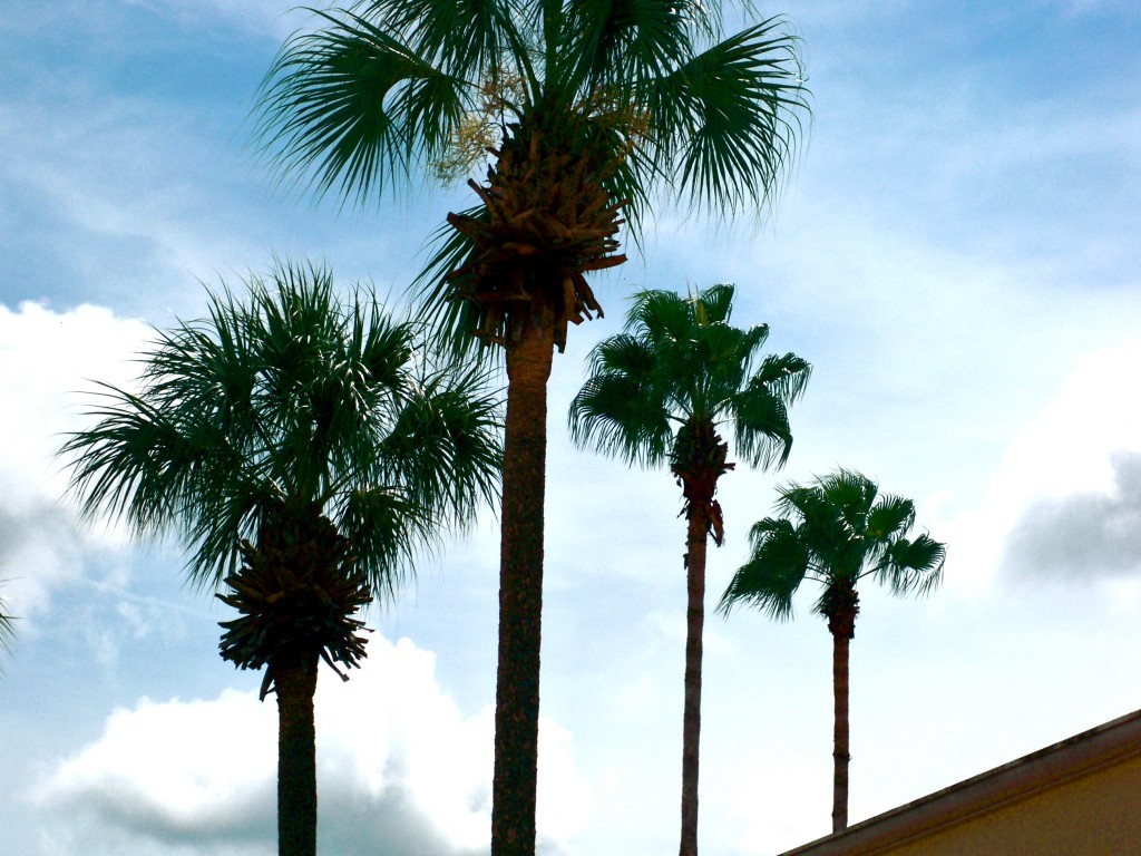 palm trees