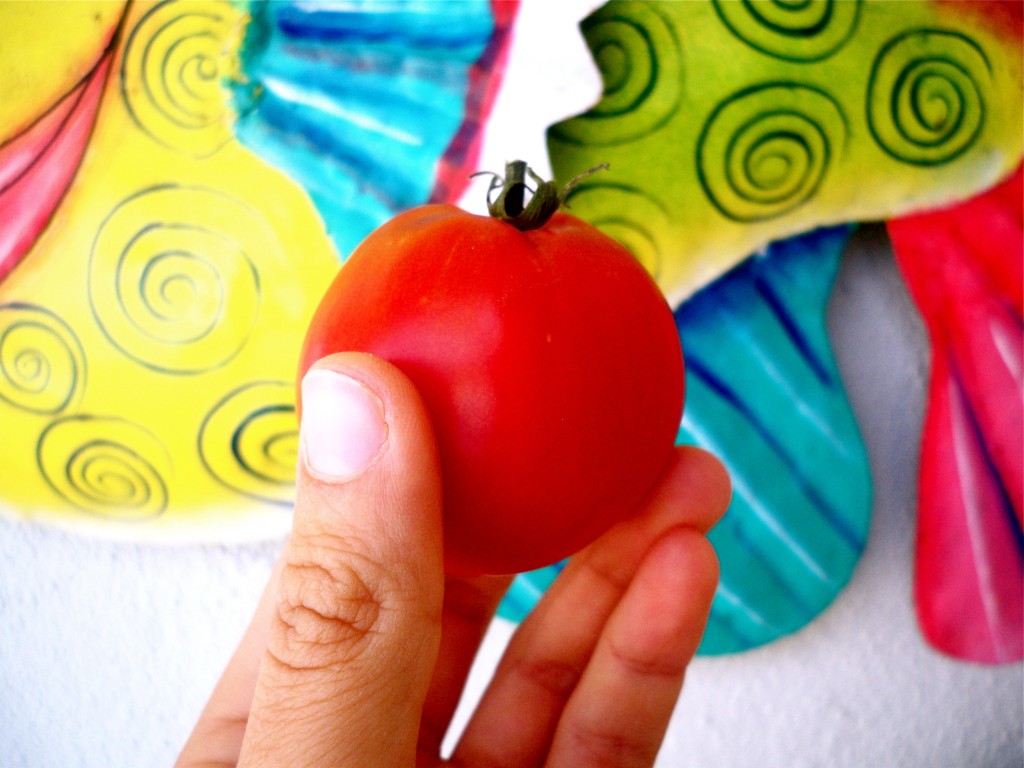 My little tomato
