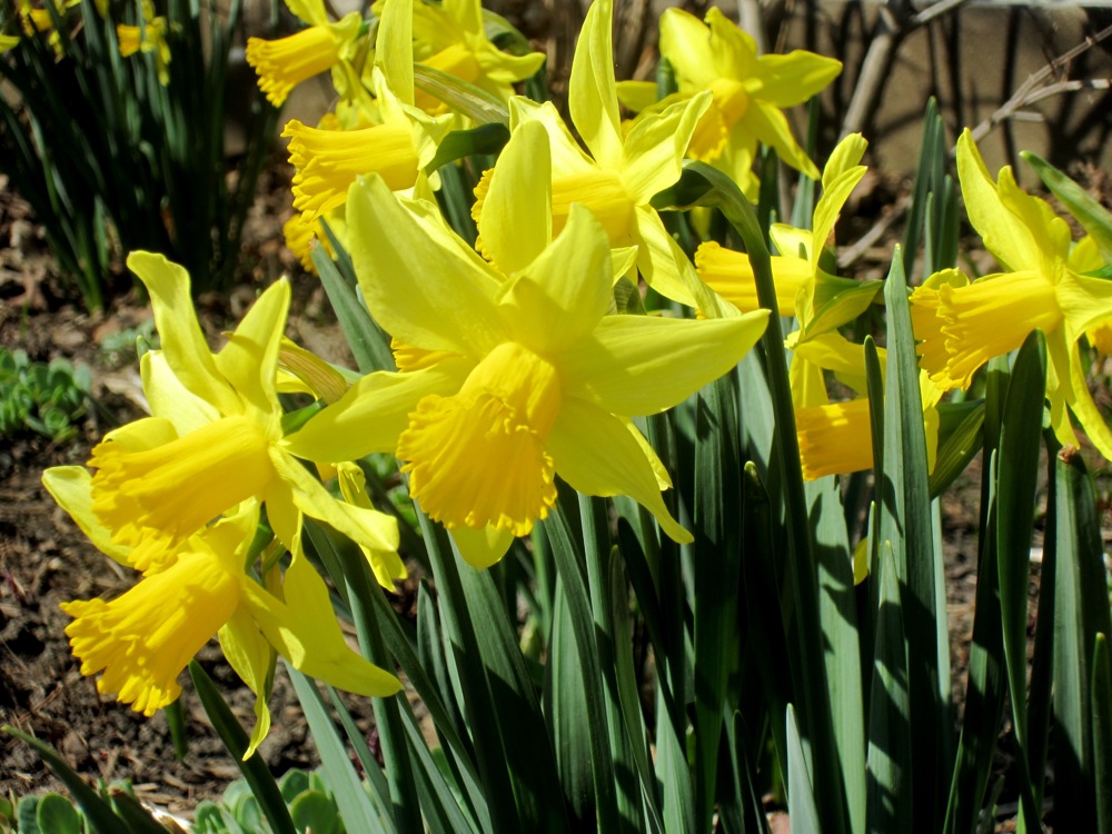 Spring flowers