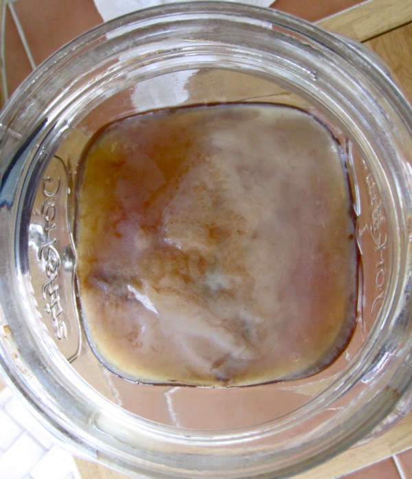 Kombucha